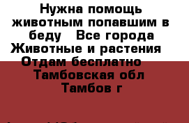 Нужна помощь животным попавшим в беду - Все города Животные и растения » Отдам бесплатно   . Тамбовская обл.,Тамбов г.